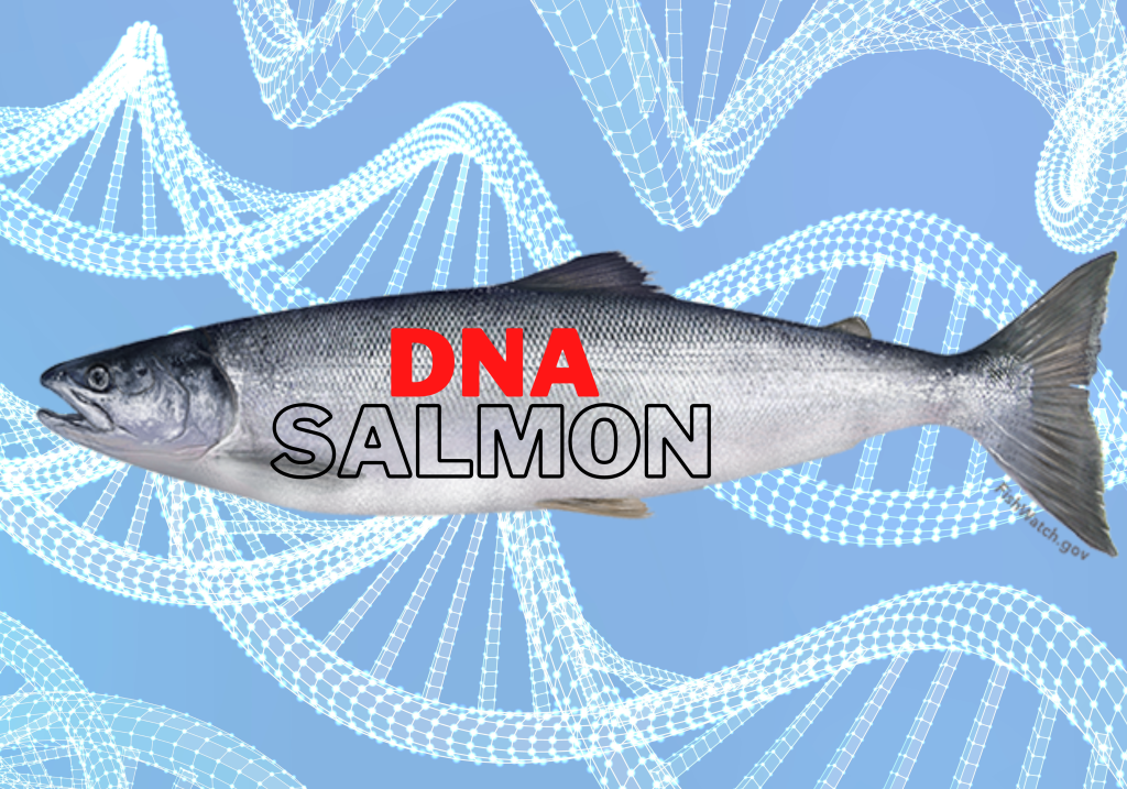 Manfaat DNA Ikan Salmon untuk Kesehatan Kulit Fakta atau Mitos? Frestio