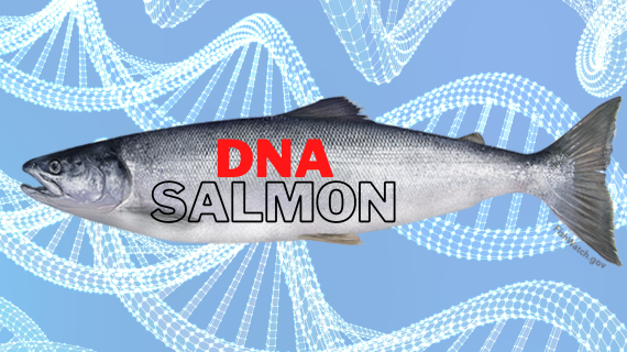 Manfaat DNA Ikan Salmon untuk Kesehatan Kulit: Fakta atau Mitos?